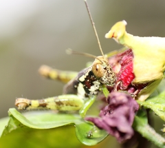 Pirithoicus ophthalmicus