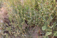Polygonum ramosissimum