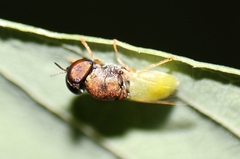 Oplodontha rubrithorax