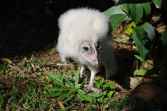 Tyto alba poensis