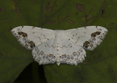Scopula pulchellata