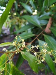 Nectandra cuspidata