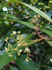 Nectandra cuspidata