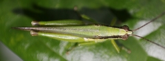 Gesonula