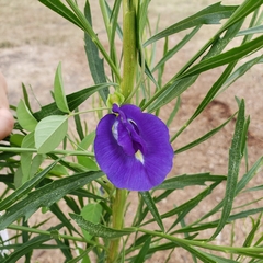 Clitoria