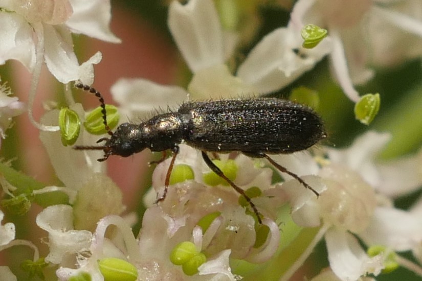 Dasytes virens