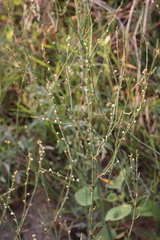 Polygonum ramosissimum