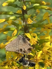 Satyrium calanus