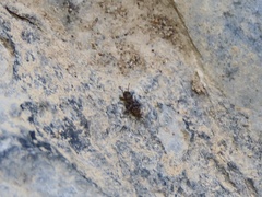 Ellipes minuta