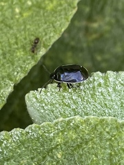 Sehirus cinctus albonotatus