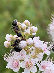 Camponotus novaeboracensis