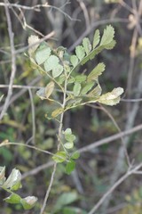 Hippobromus pauciflorus