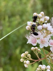 Camponotus novaeboracensis