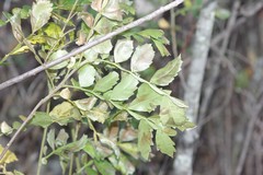 Hippobromus pauciflorus