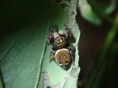 Phidippus whitmani