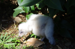 Tyto alba poensis