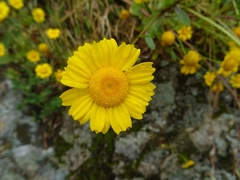 Coleostephus myconis