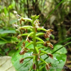 Cranichis ciliata