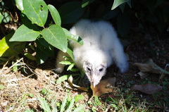 Tyto alba poensis
