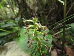 Cranichis ciliata