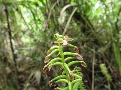 Cranichis ciliata