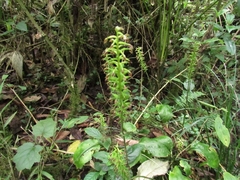 Cranichis ciliata