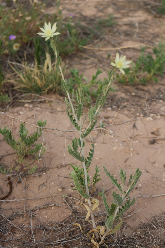 Tenpetal Stickleaf (DenverBoulder Metro Area Yellow, White and Green