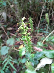 Cranichis ciliata