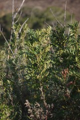 Hippobromus pauciflorus