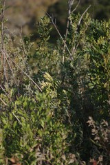 Hippobromus pauciflorus