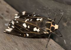 Alphaea imbuta