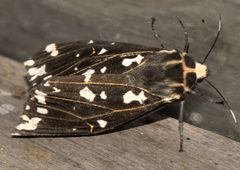 Alphaea imbuta