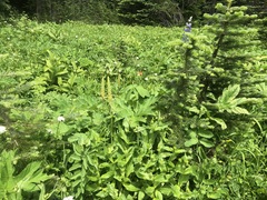Pedicularis bracteosa