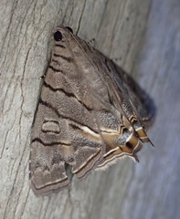 Eulepidotis merricki