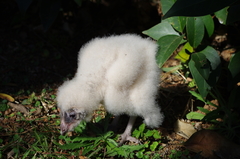 Tyto alba poensis