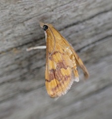 Pyrausta phoenicealis