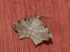 Macaria multilineata