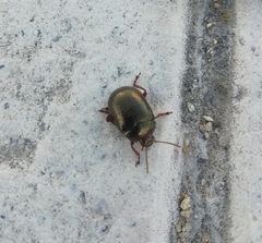 Chrysolina bankii