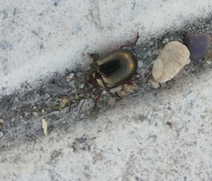 Chrysolina bankii