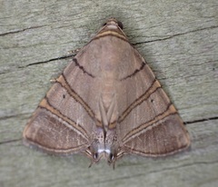 Eulepidotis addens