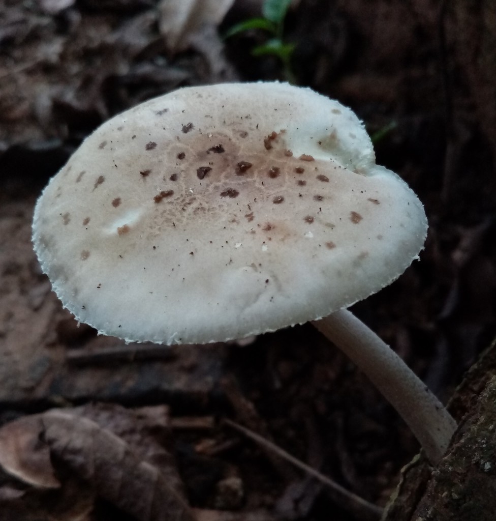 Oudemansiella sect. Oudemansiella