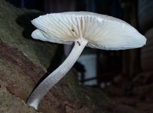 Oudemansiella canarii