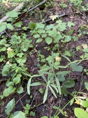 Ranunculus auricomus