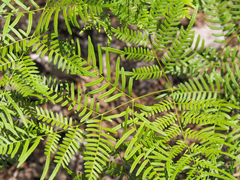Pteridium caudatum