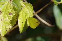 Eurema desjardinsii