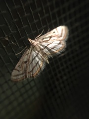 Parapoynx badiusalis