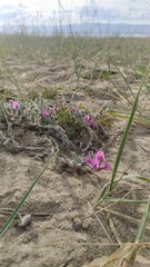 Oxytropis lanata