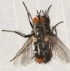 Copecrypta ruficauda