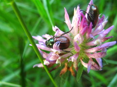 Phyllopertha horticola