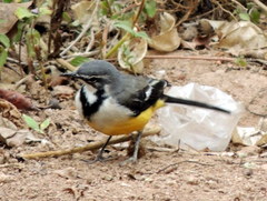 Motacilla flaviventris